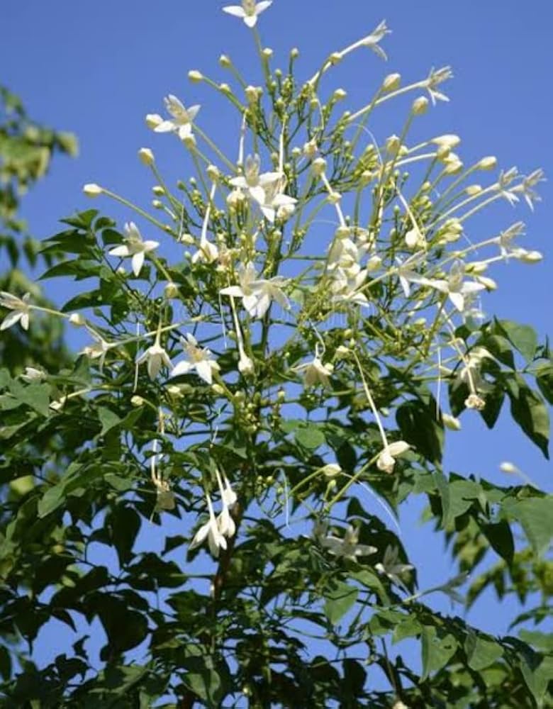 Indian Cork Tree